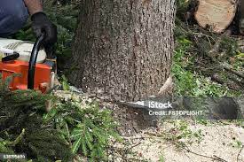 How Our Tree Care Process Works  in  Verdigris, OK